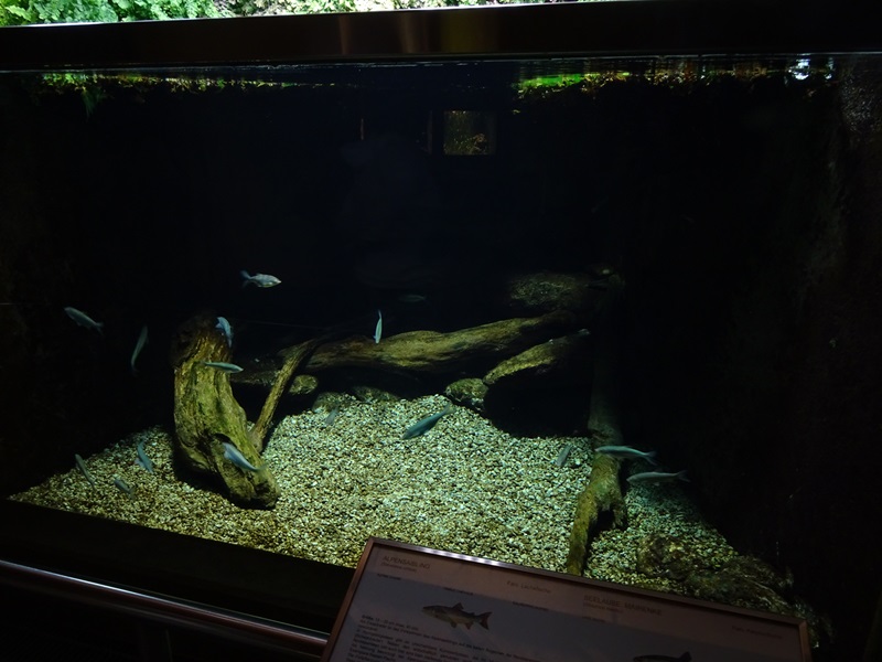 Tank for Danube bleak and lake char