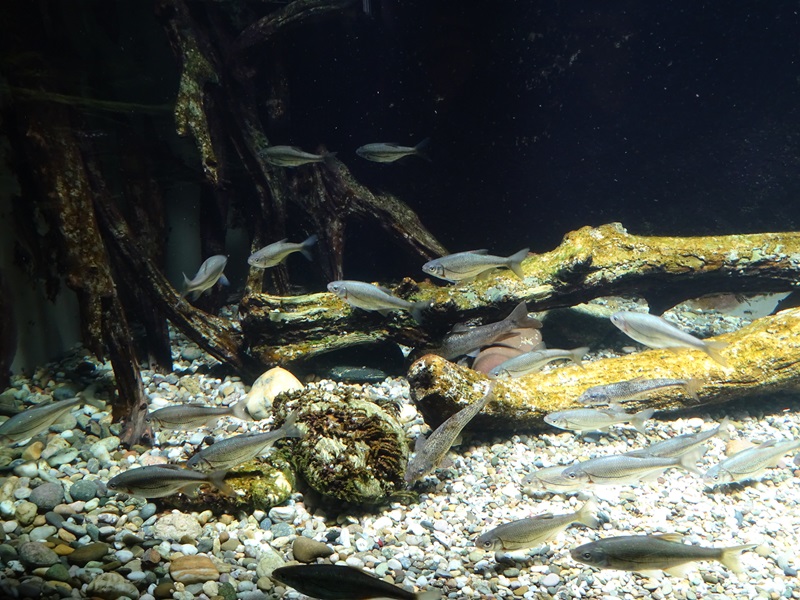 Tank for Danube gudgeon, Danube barbel and Schneider