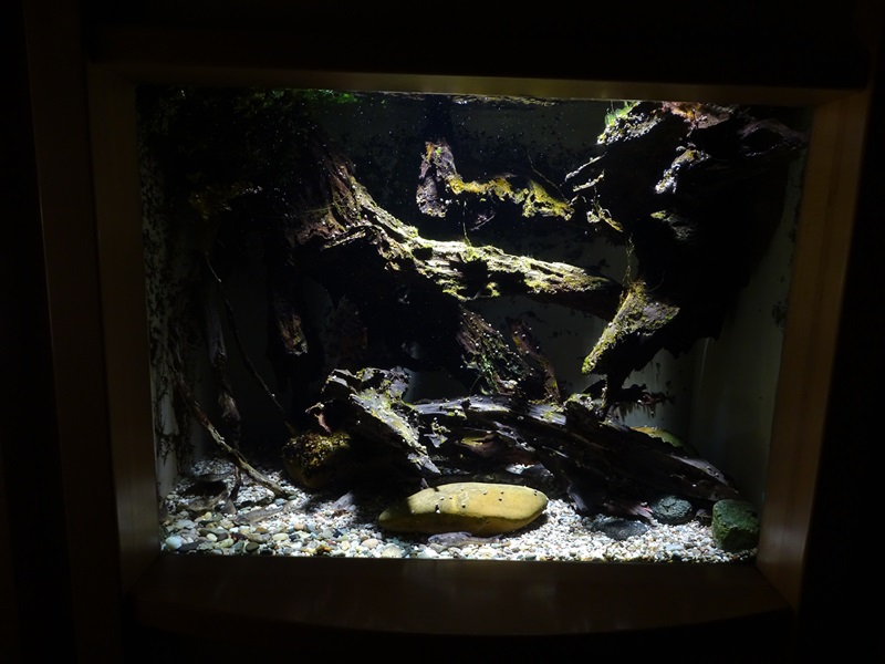 Tank for Danube whitefin gudgeon and stone loach