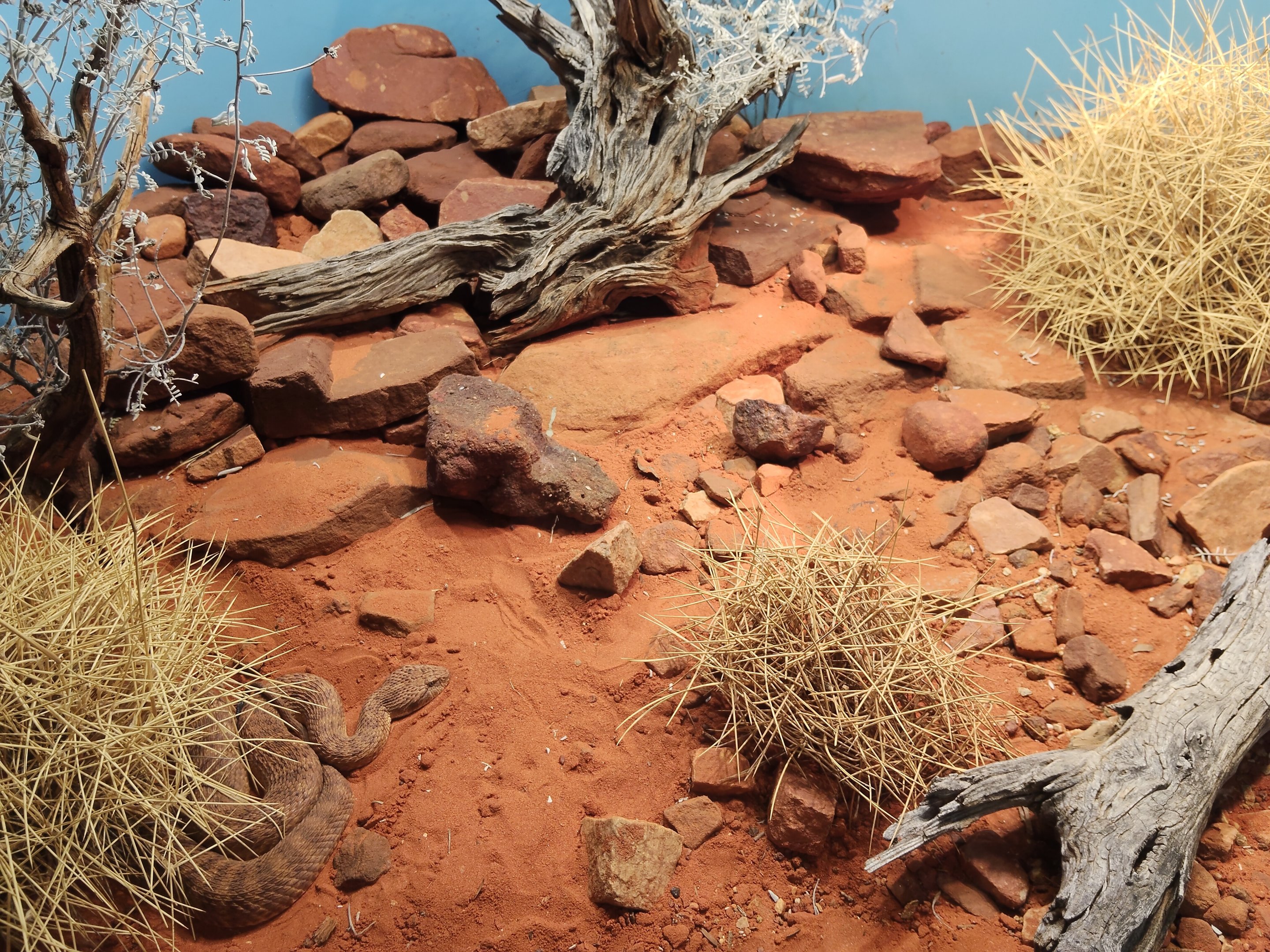 Tank for Desert Death Adder (Acanthophis pyrrhus)