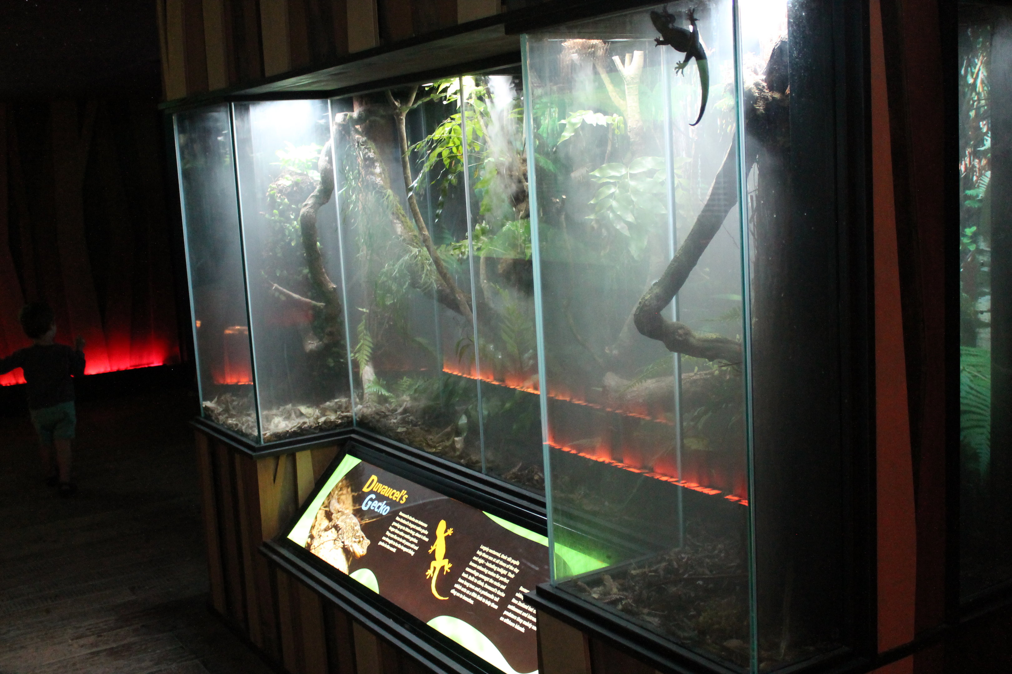 Tank for Duvaucel's Gecko (Hoplodactylus duvaucelii)