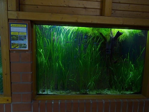 Tank for dwarf rainbowfish and silver flying fox (07/22)