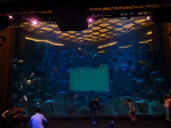 Tank for eagle rays, grouper and more