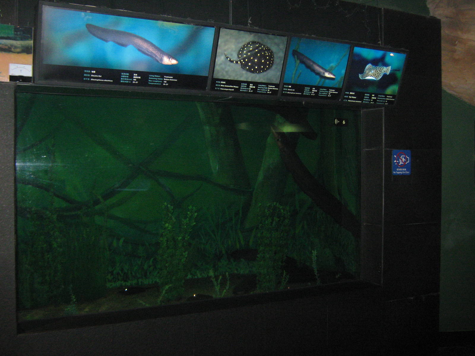 tank for electric eels (Electrophorus electricus)