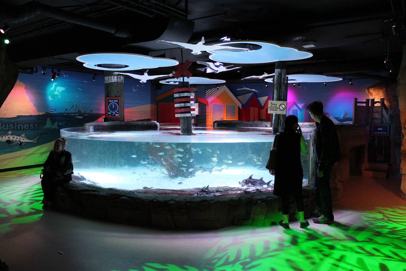 tank for elephantfish (Callorhynchus millii)