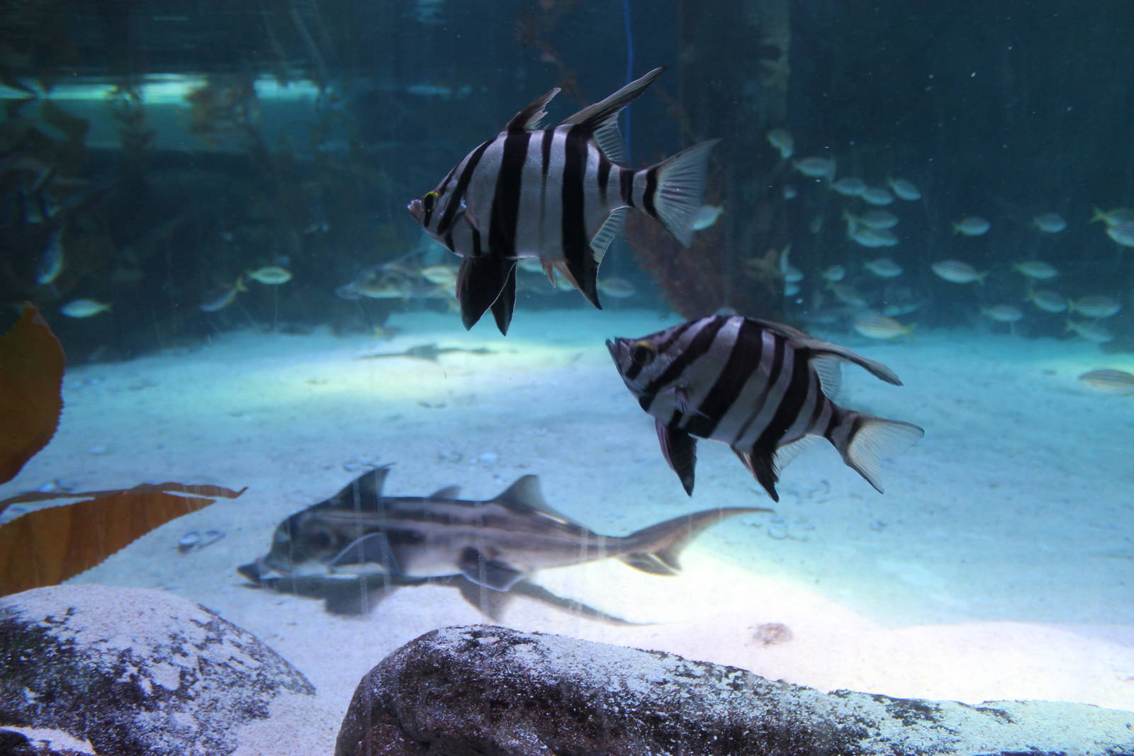 tank for elephantfish (Callorhynchus millii)