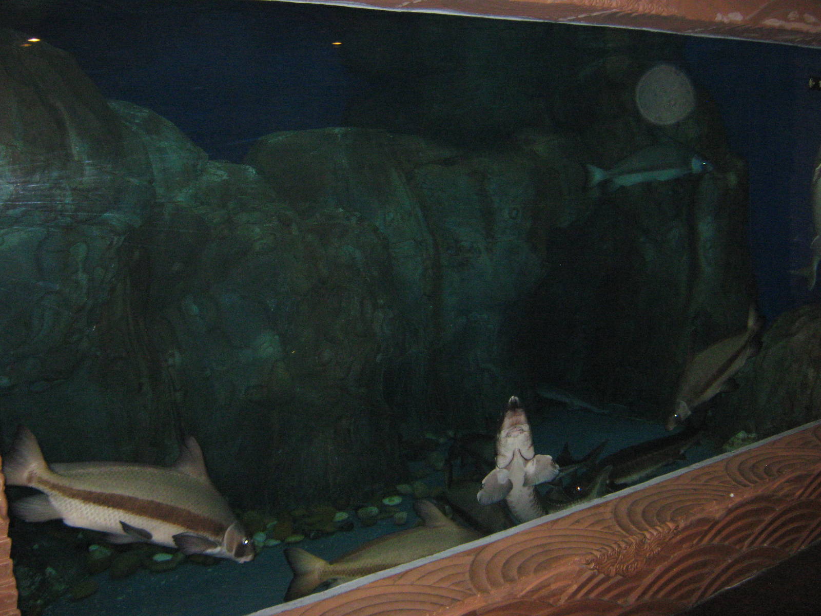 tank for Endangered Chinese Fish