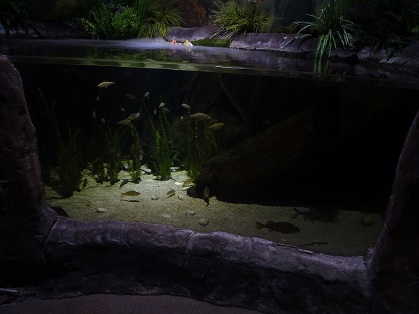 Tank for European fishes (rudd, perch and others)