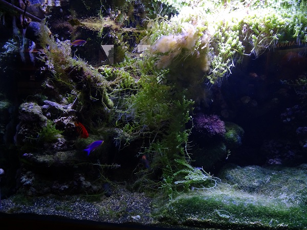 Tank for flame angel, purple queen anthias and sixline wrasse (07/2022)