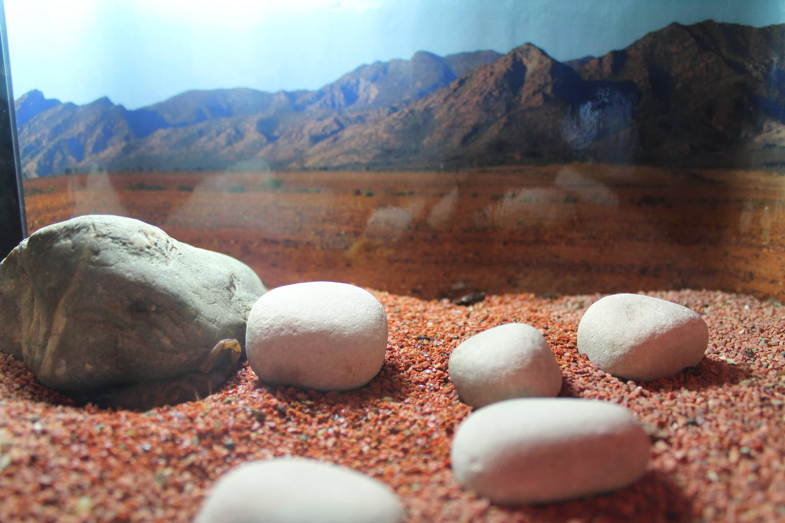 tank for Flinders scorpion (Urodactus elongatus)