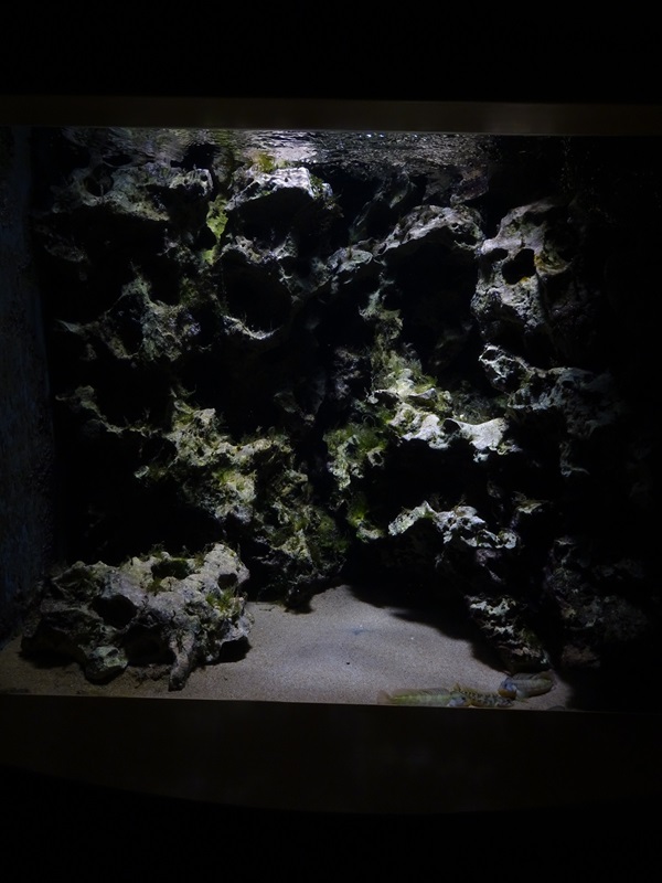 Tank for freshwater blenny