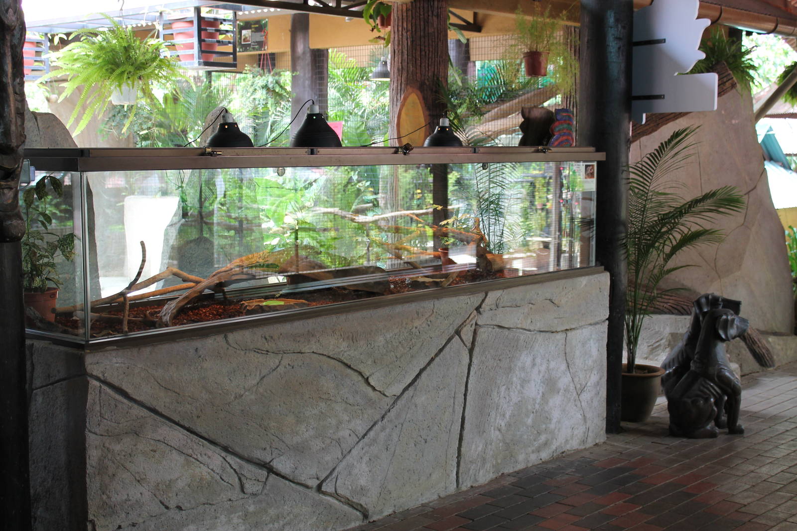 tank for frilled lizards (Chlamydosaurus kingii)