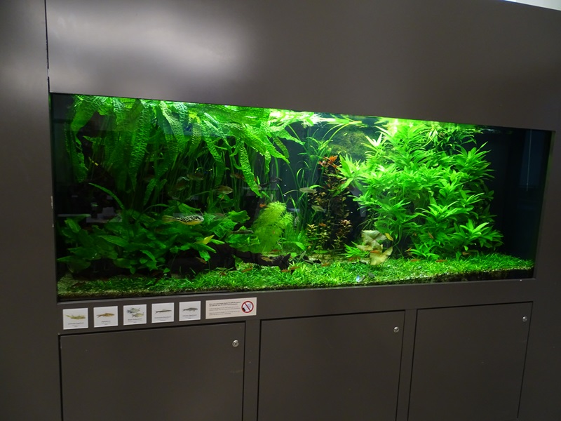 Tank for giant pufferfish and others