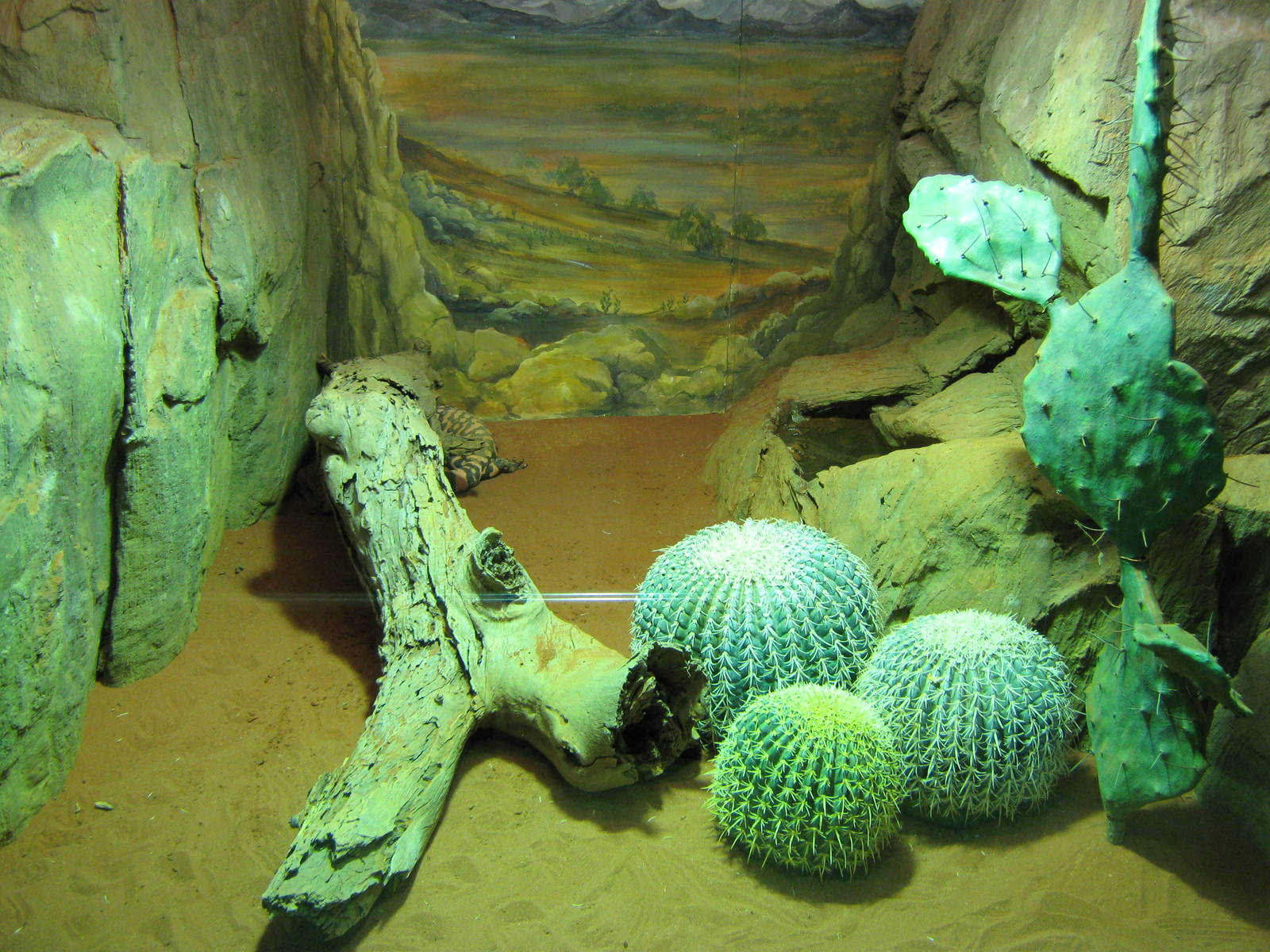 tank for Gila monster (Heloderma suspectum)