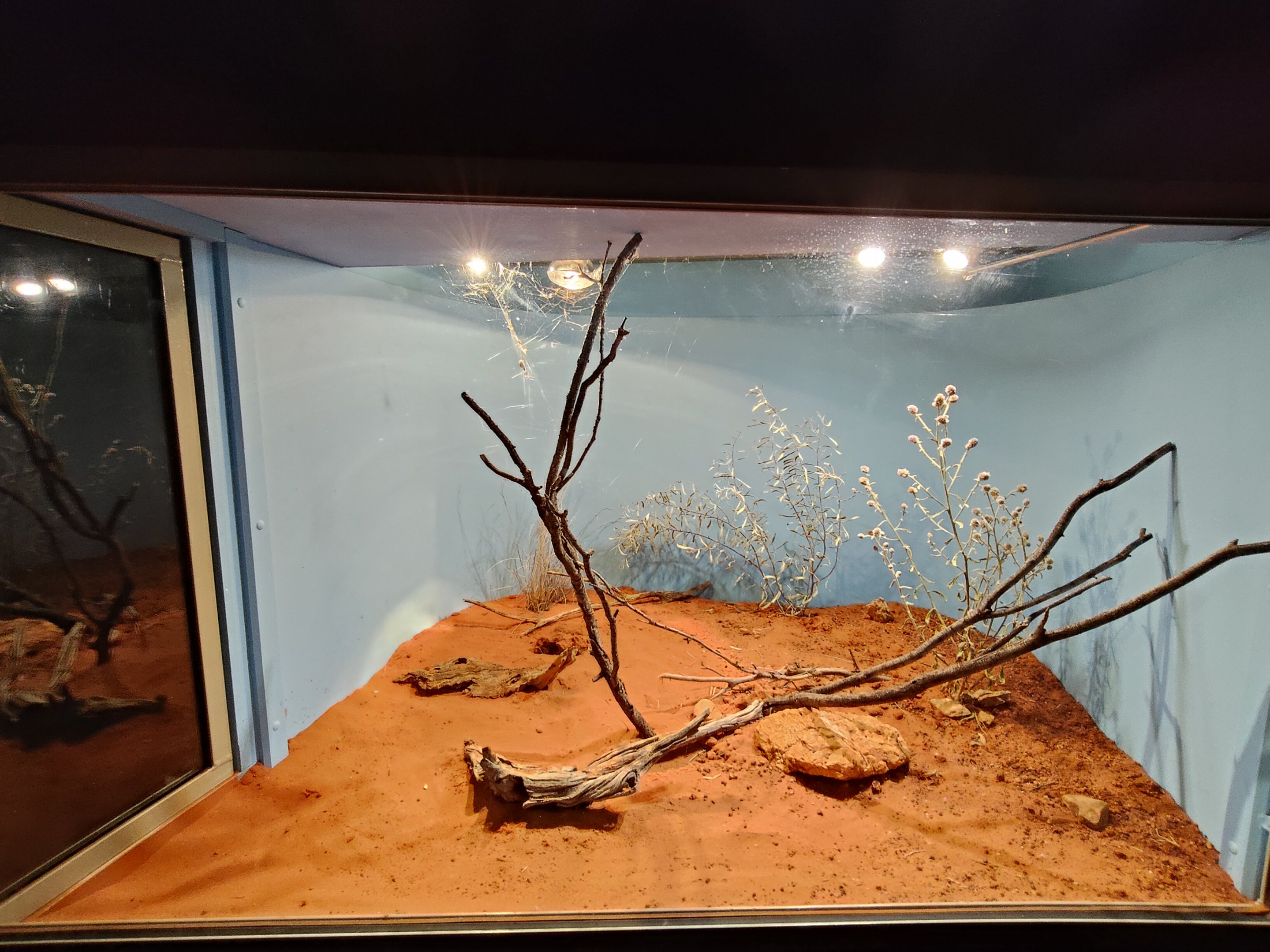 Tank for Golden Orb-Weaver (Nephila sp.)