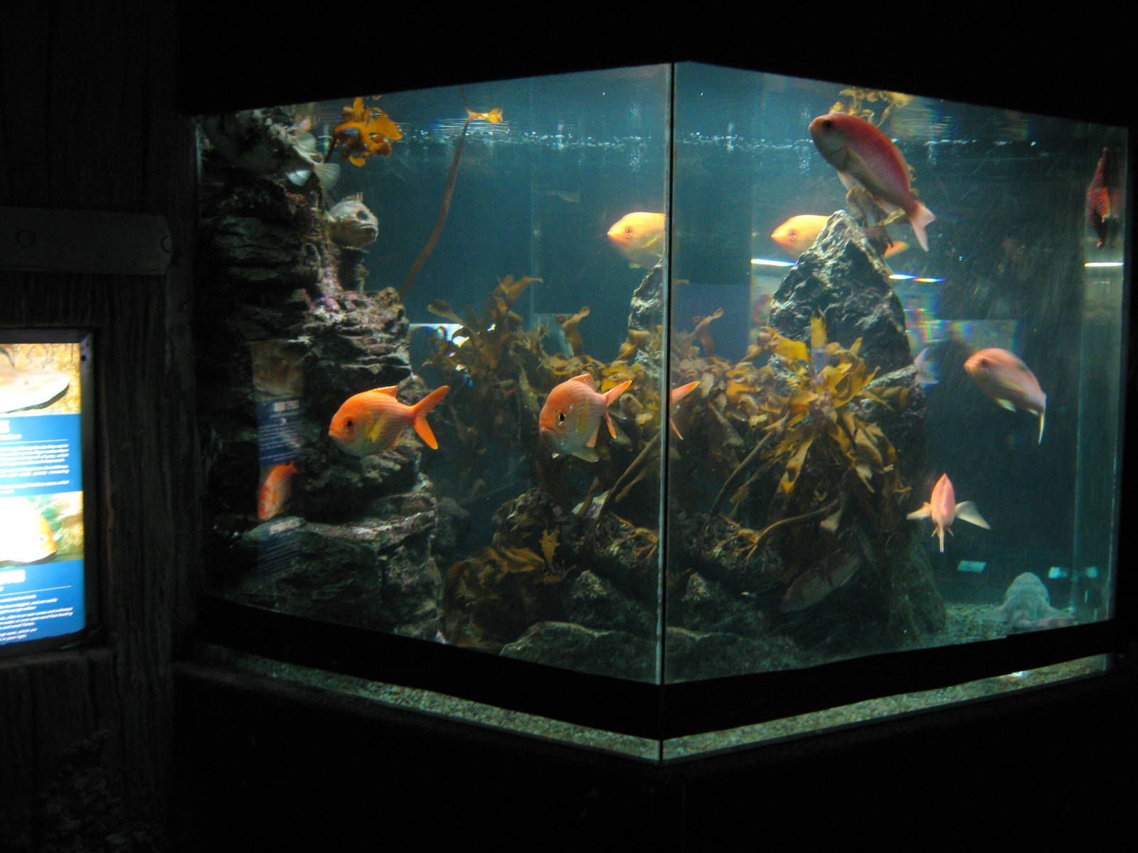 tank for golden snapper (Centroberyx affinis)