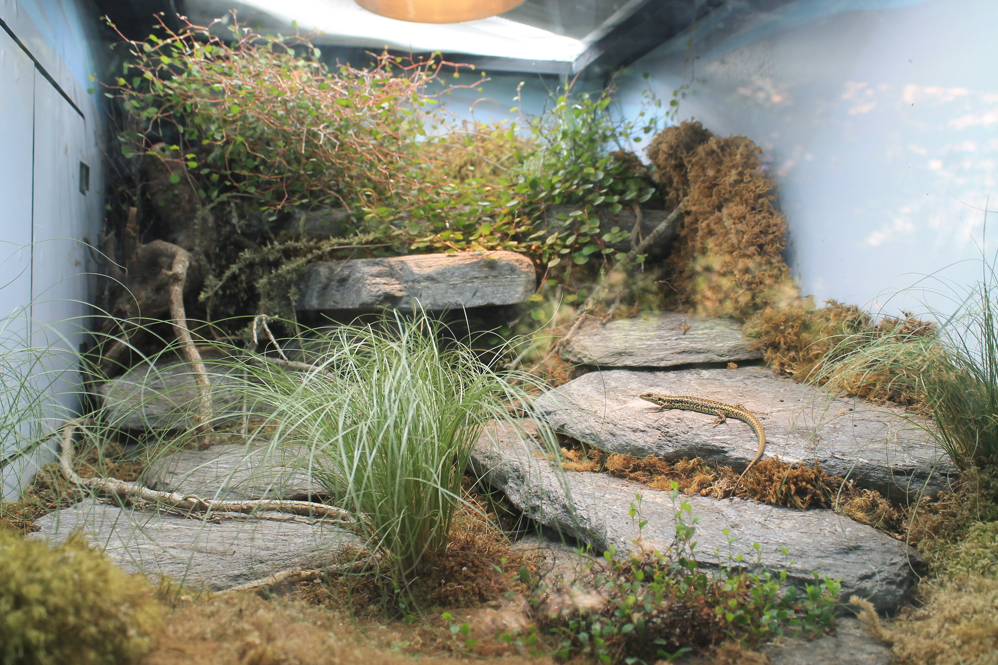 Tank for Grand Skink (Oligosoma grande)