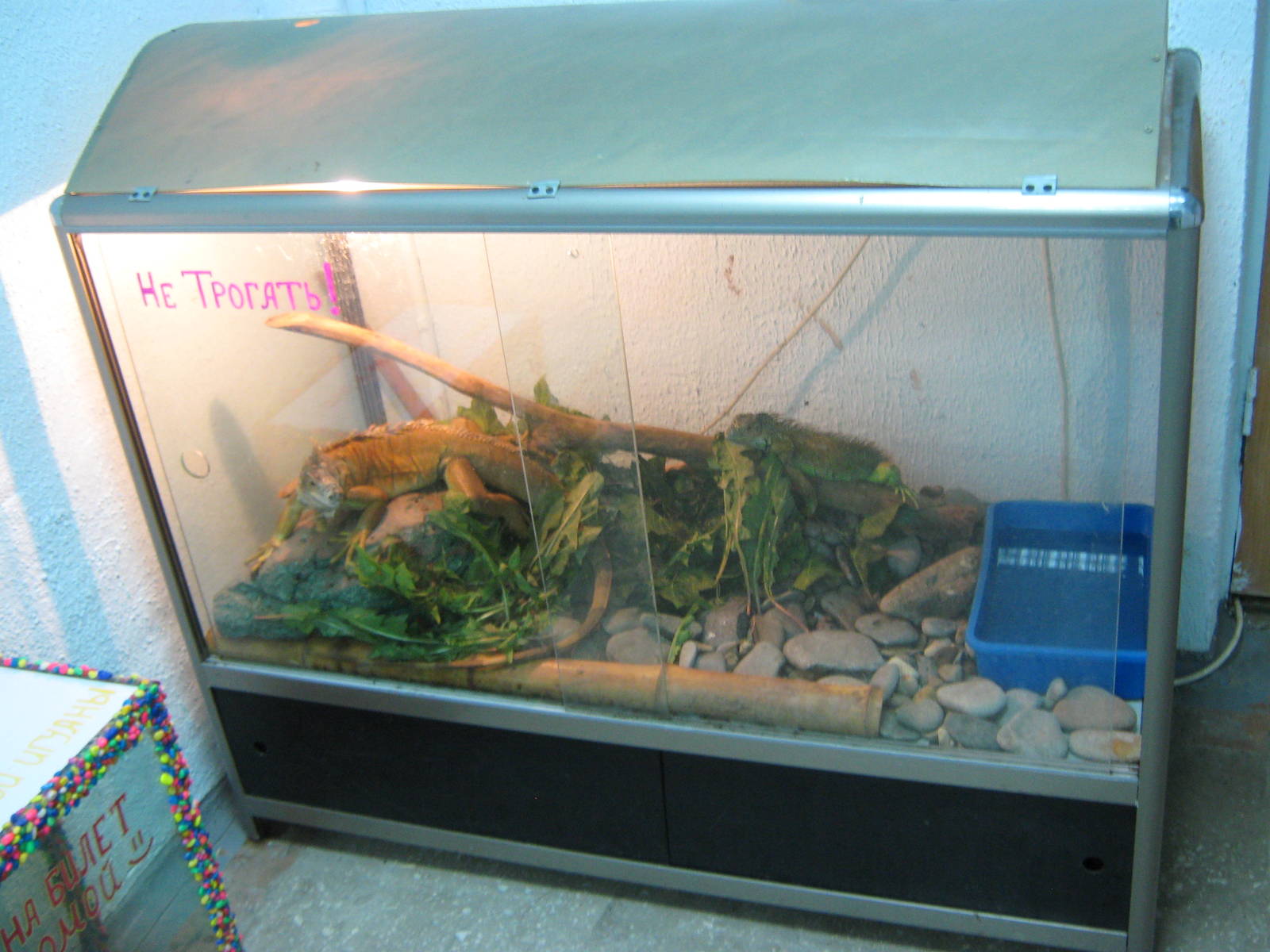 tank for green iguana (Iguana iguana)