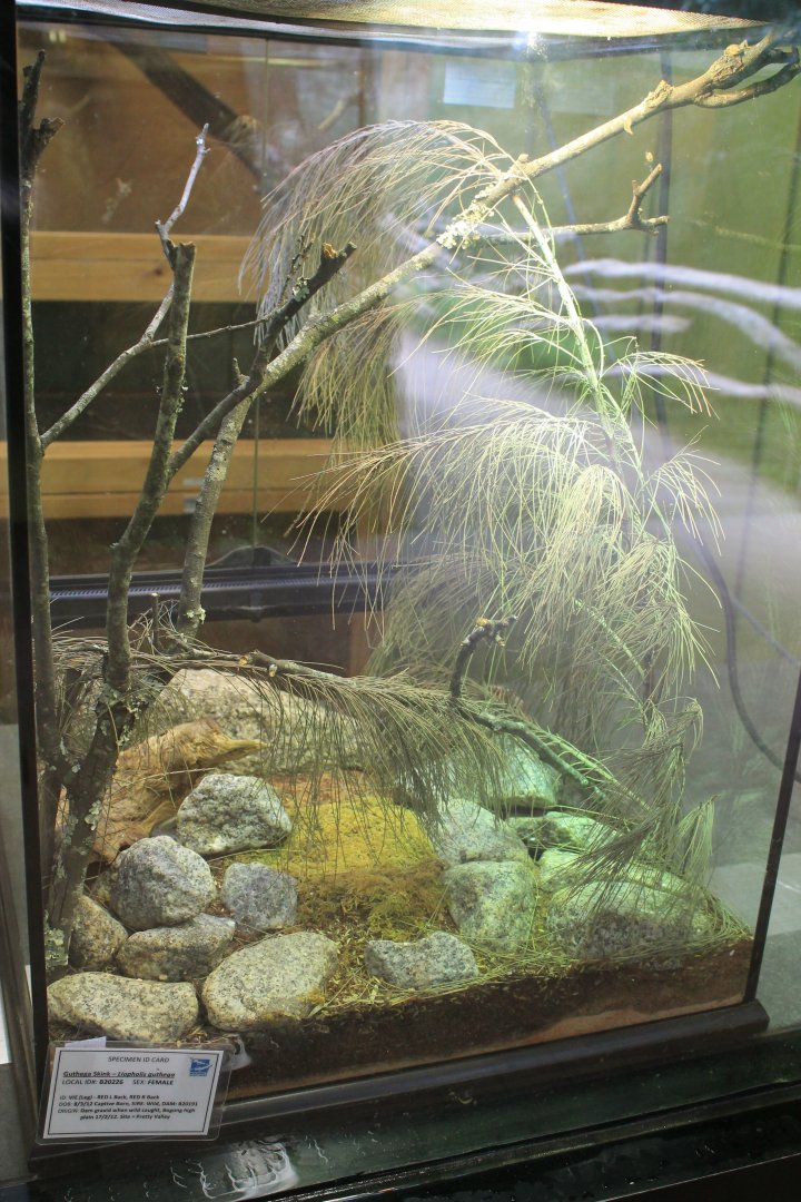 tank for Guthega Skink (Liopholis guthega)