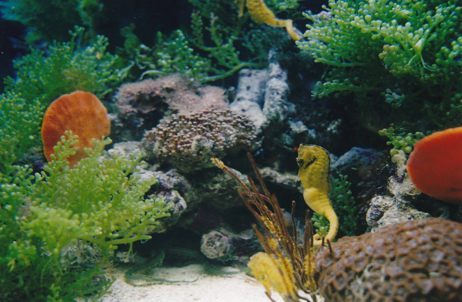 tank for hedgehog seahorses (Hippocampus spinosissimus)