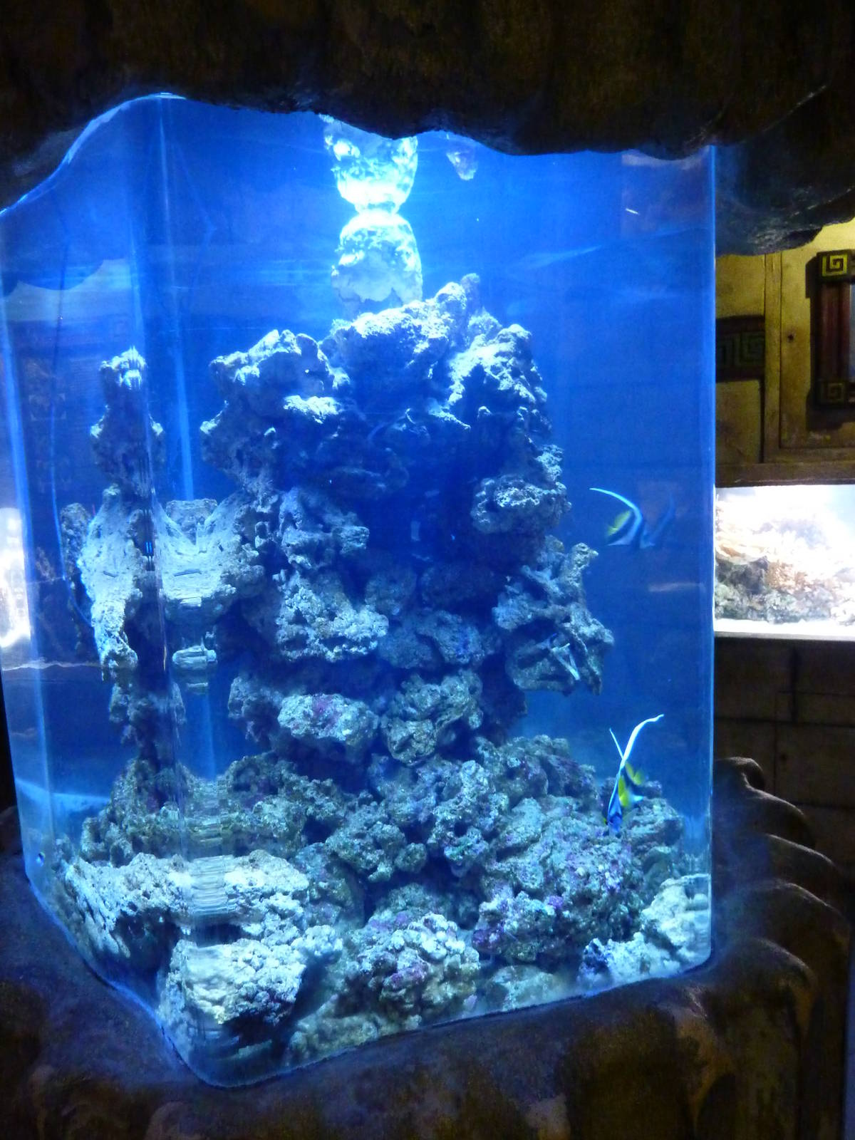 Tank for Heniochus and a Chrysiptera rollandi