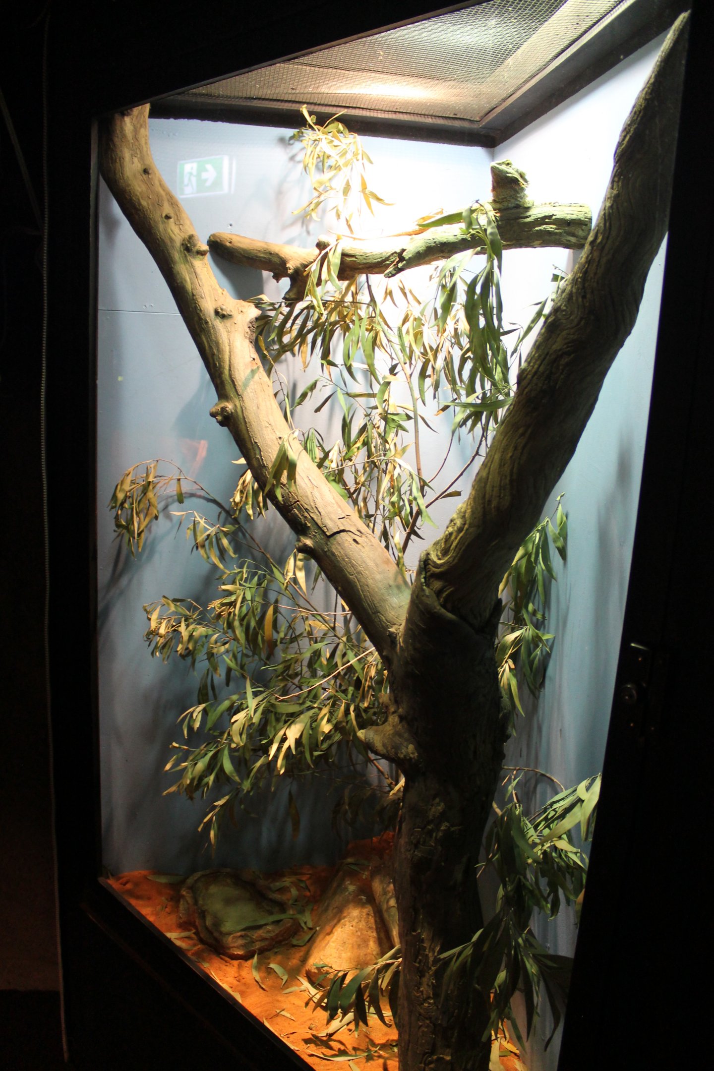 tank for Inland Bearded Dragon (Pogona vitticeps)