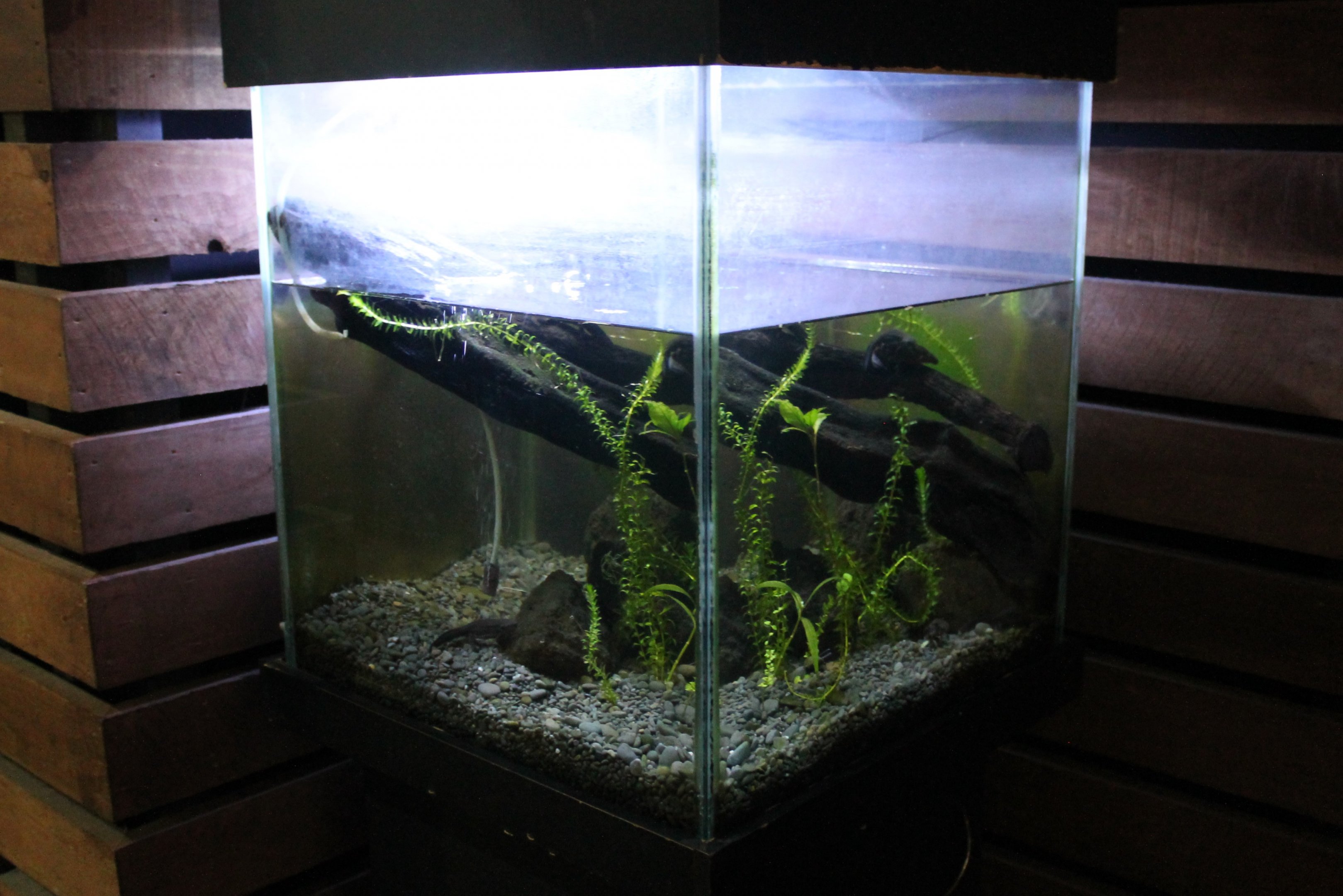 tank for Japanese Fire-bellied Newts (Cynops pyrrhogaster)