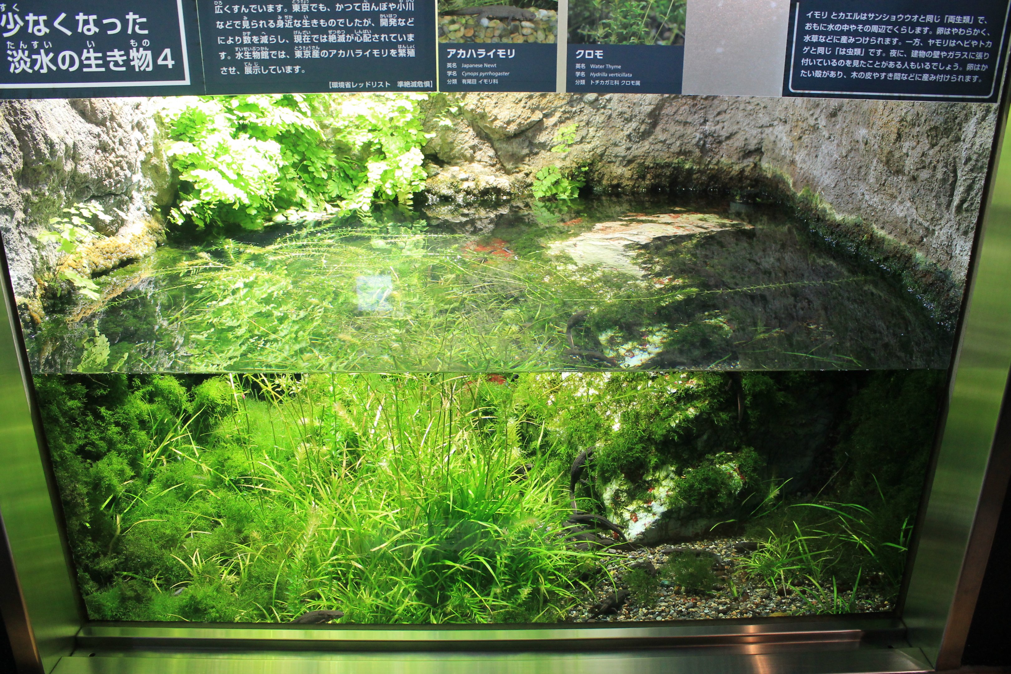 Tank for Japanese Fire-bellied Newts (Cynops pyrrhogaster)