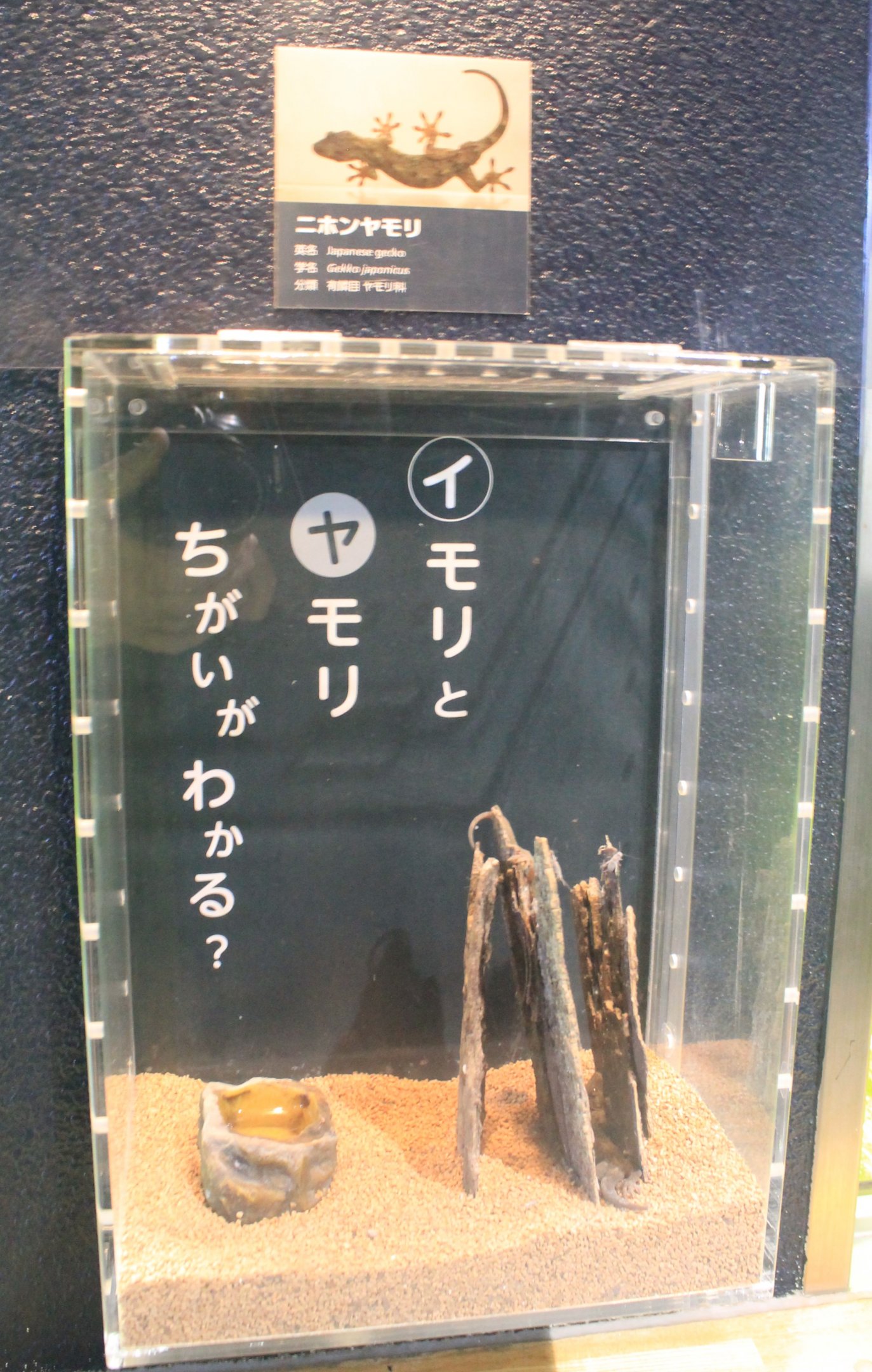 Tank for Japanese Gecko (Gekko japonicus)