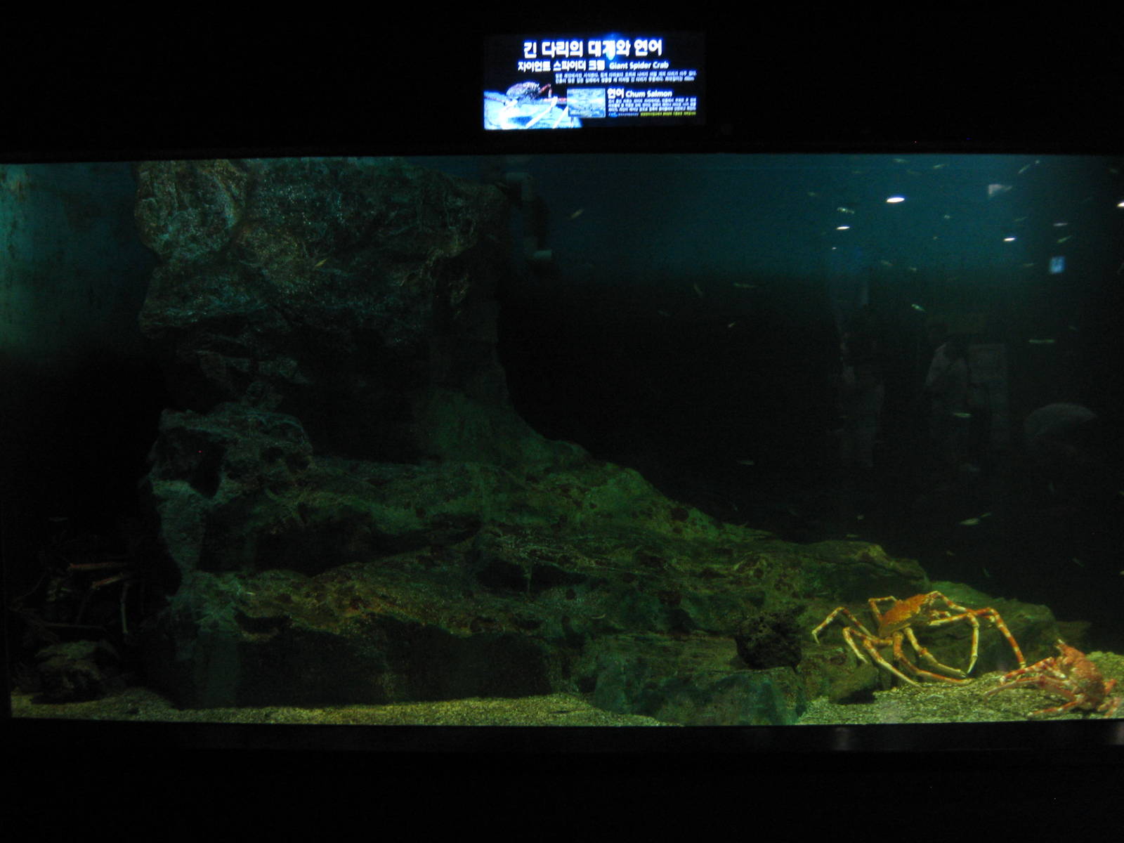 tank for Japanese spider crabs (Macrocheira kaempferi)