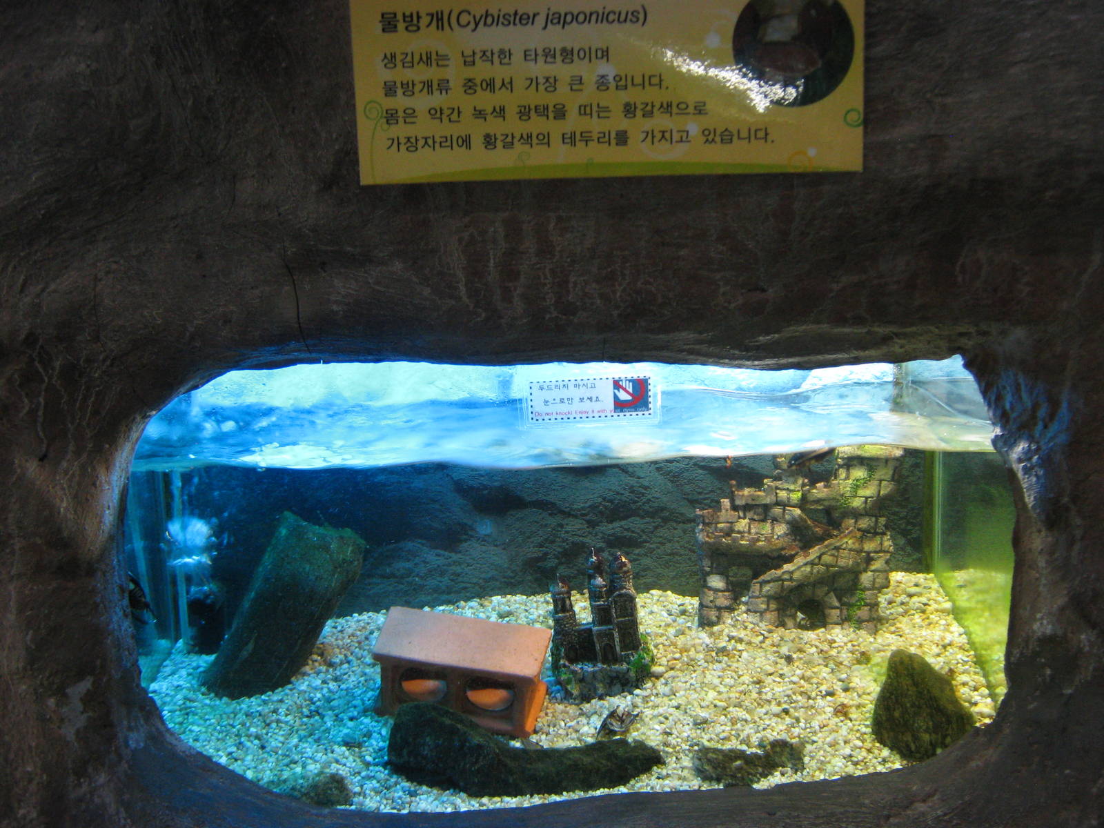 tank for Japanese water beetle (Cybister japonicus)