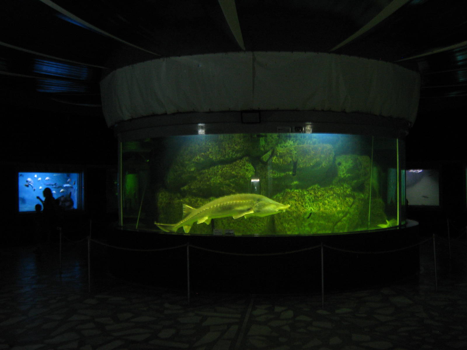 tank for kaluga sturgeon (Huso dauricus)