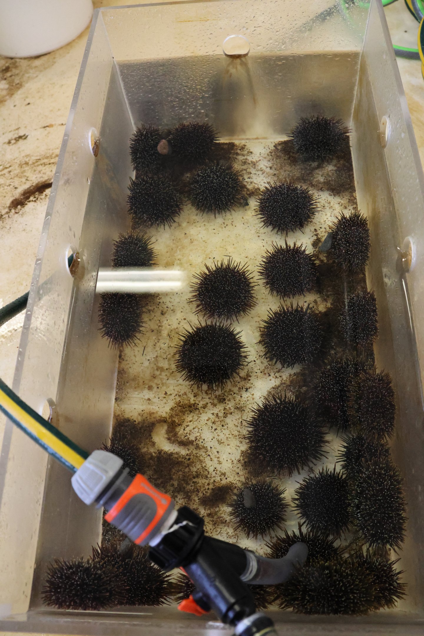 Tank for Kina (Evechinus chloroticus), open day at VUW Coastal Ecology Laboratory (Island Bay, Wellington)