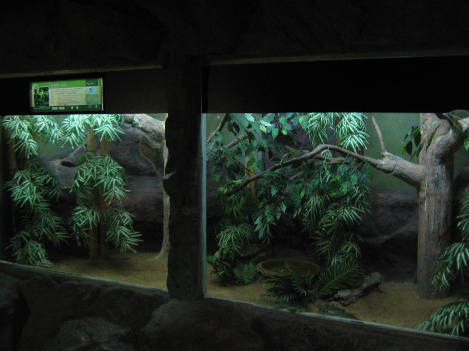 tank for king cobra (Ophiophagus hannah)