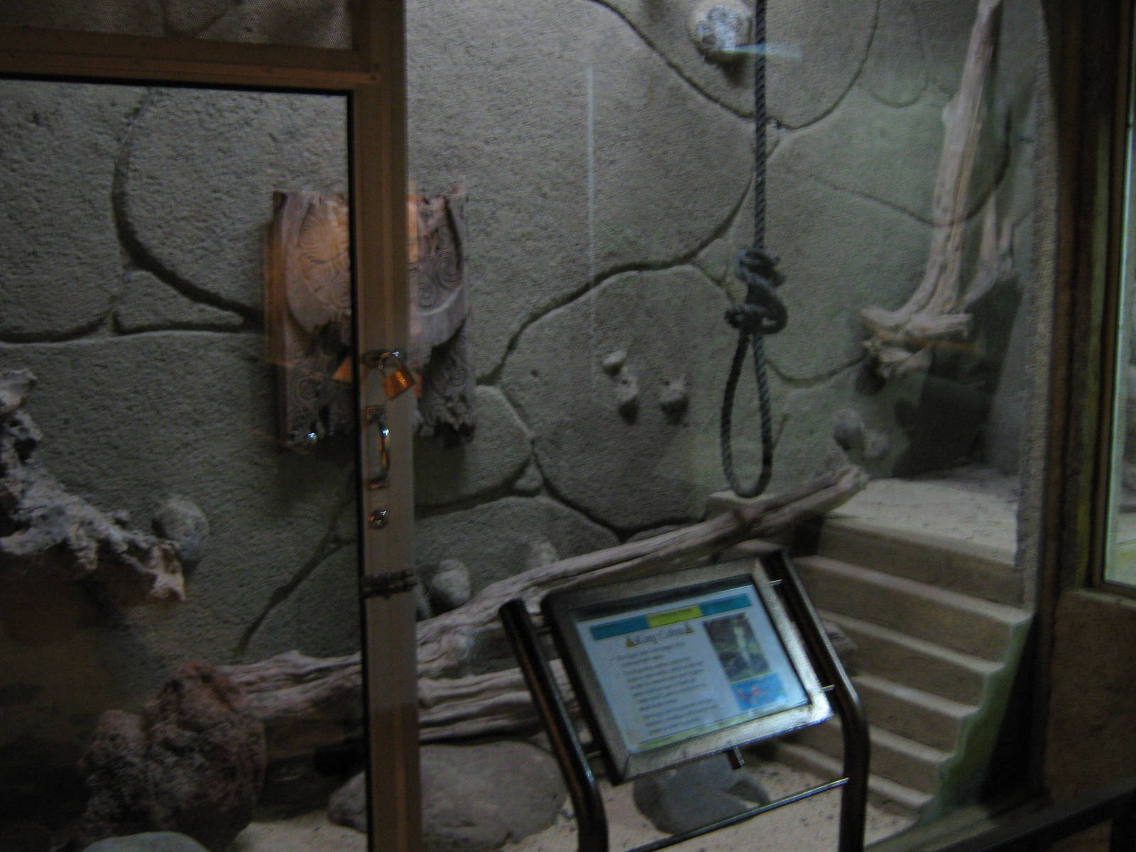 tank for king cobra (Ophiophagus hannah)