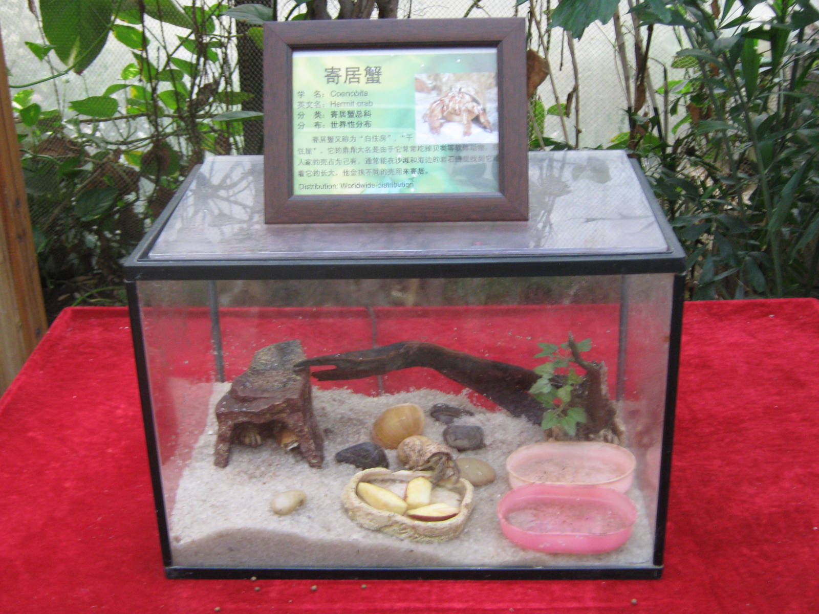 tank for land hermit crabs