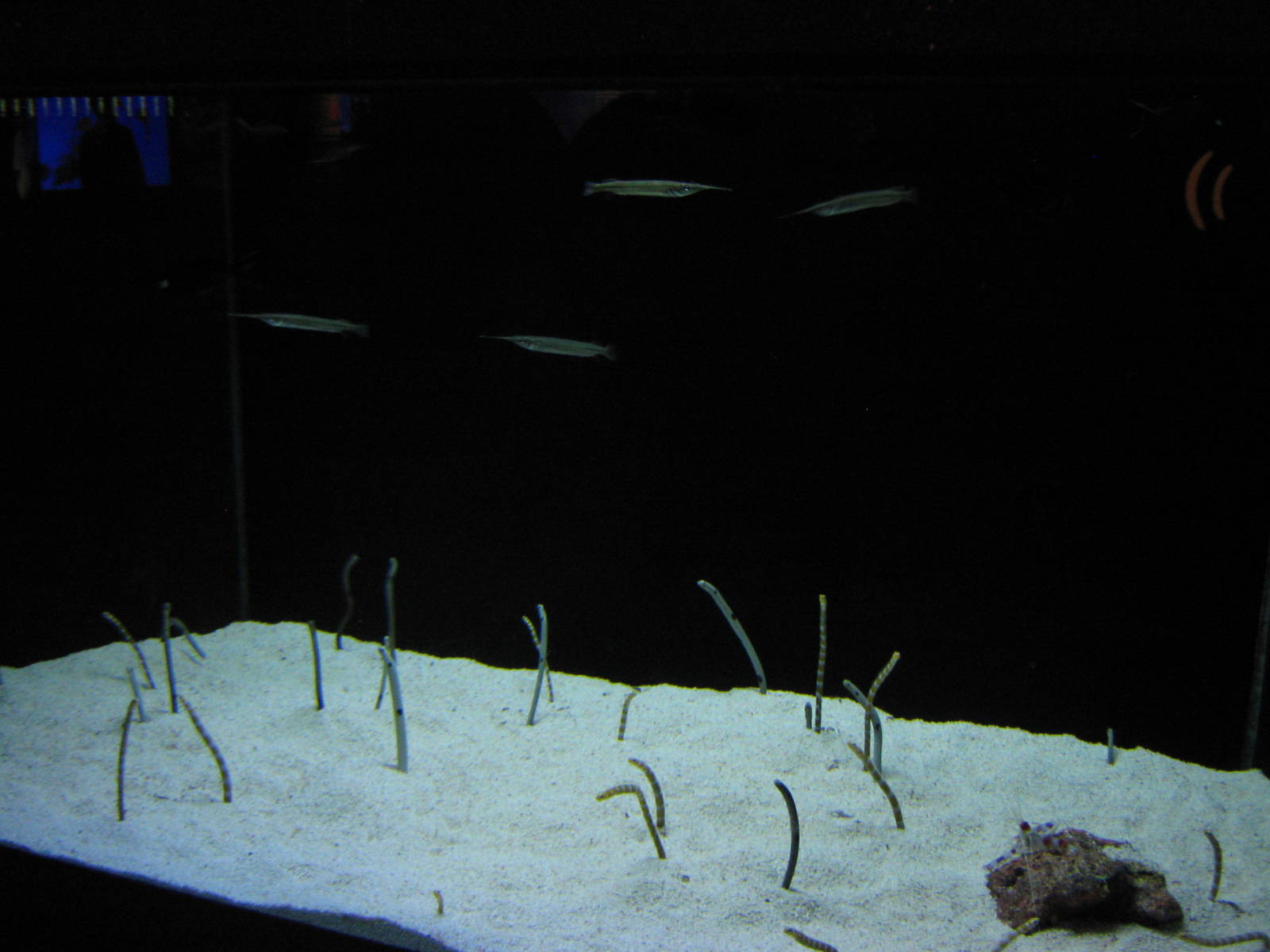 tank for lanternfish and garden eels