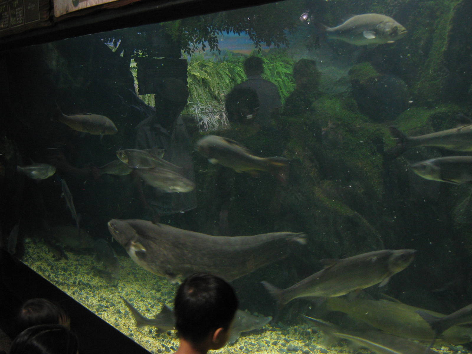 tank for large local freshwater fish