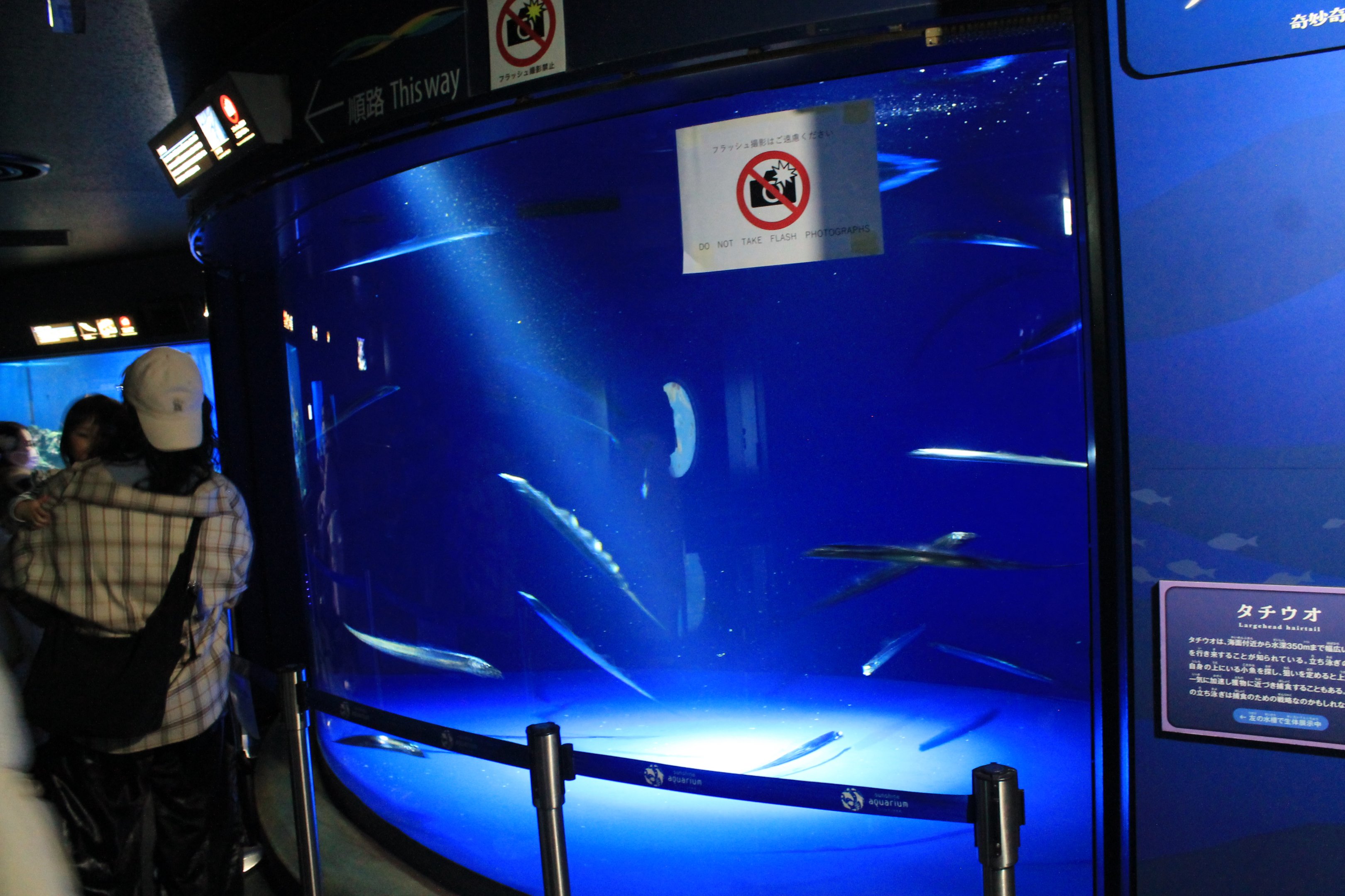 Tank for Largehead Hairtail (Trichiurus lepturus)