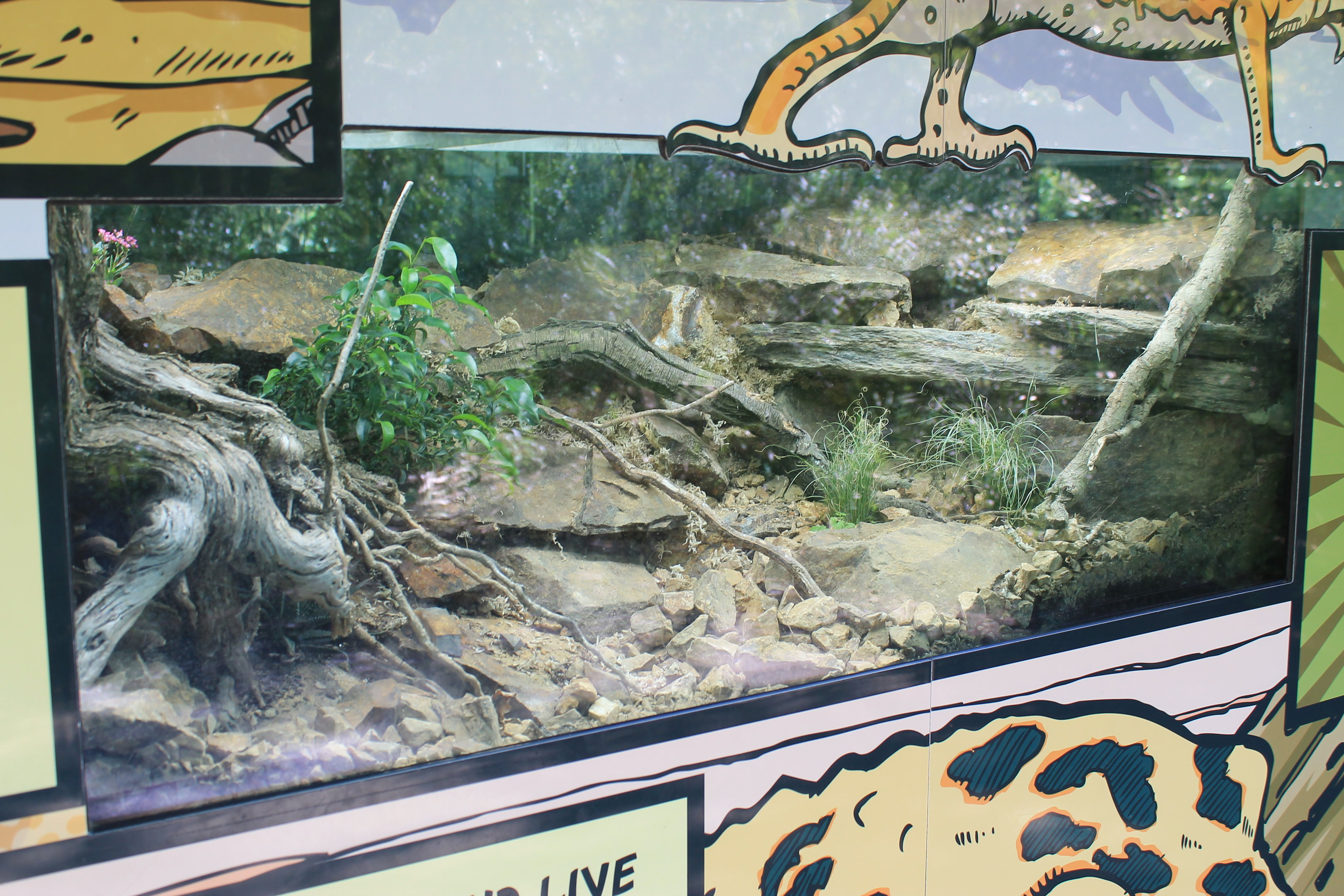 Tank for Leopard Gecko (Eublepharis macularius)