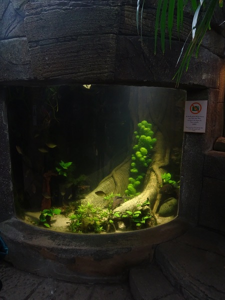 Tank for lobetoothed piranha (Penticuspid piranha), pleco and severum