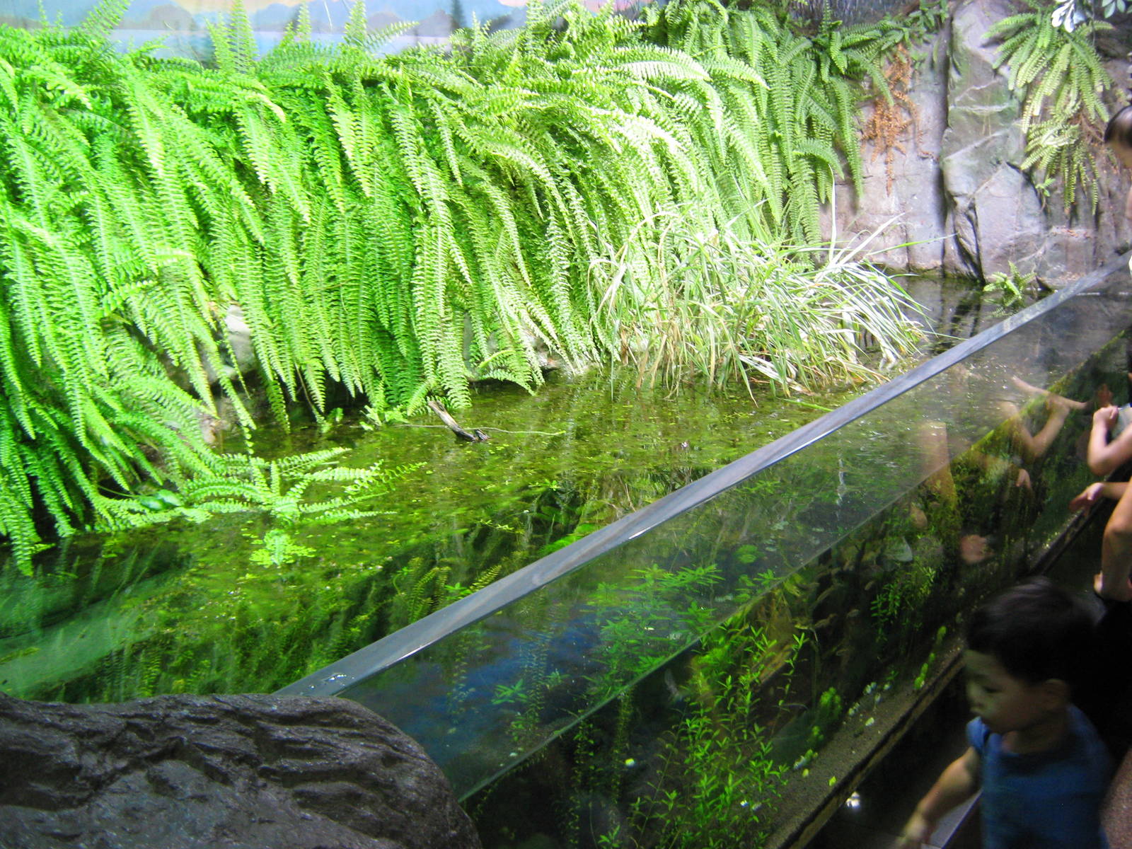 tank for local marshland fish