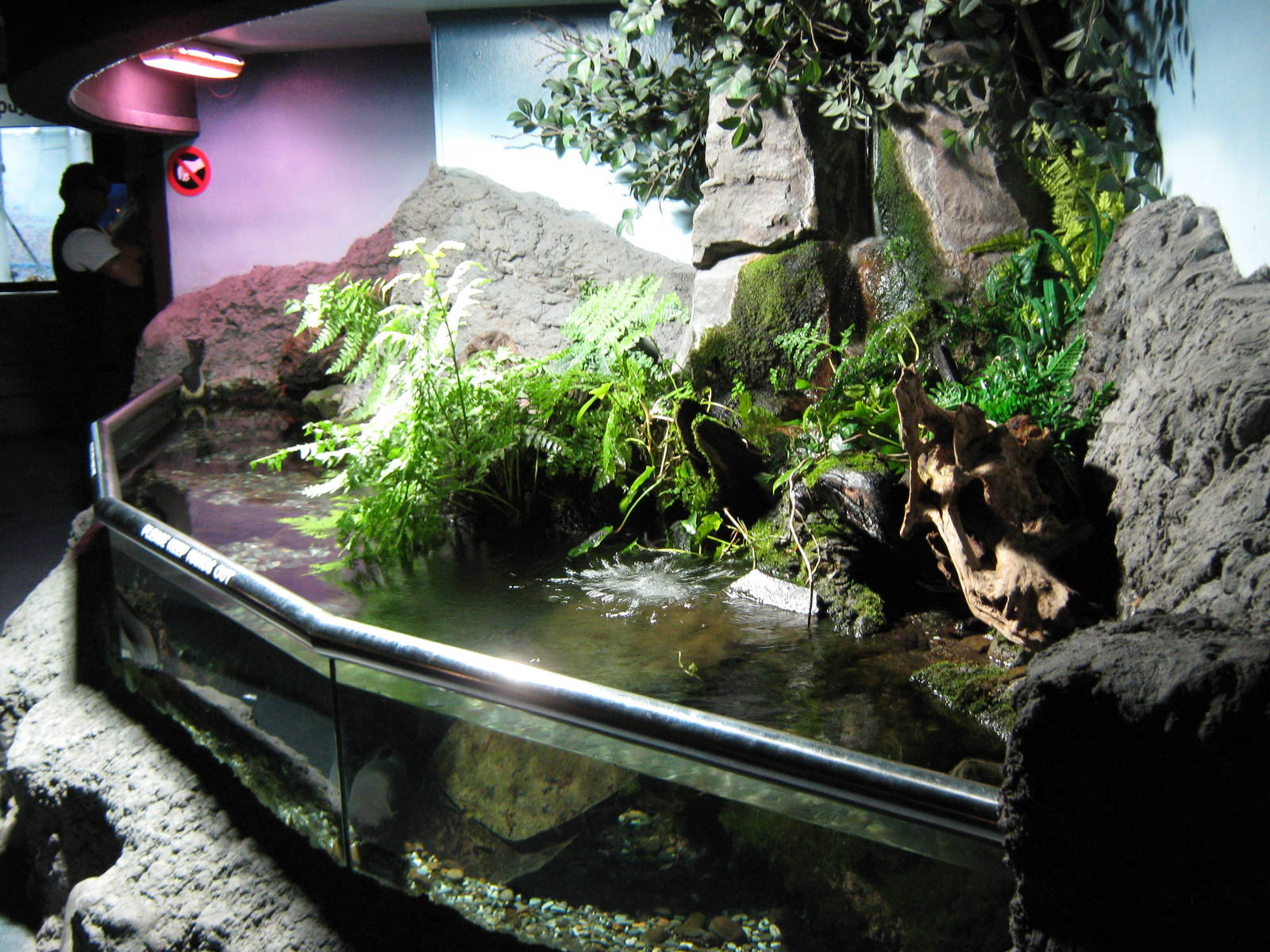 tank for long-finned eels (Anguilla dieffenbachii)