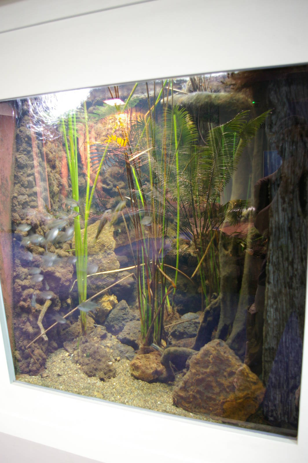 tank for long-spined glassfish