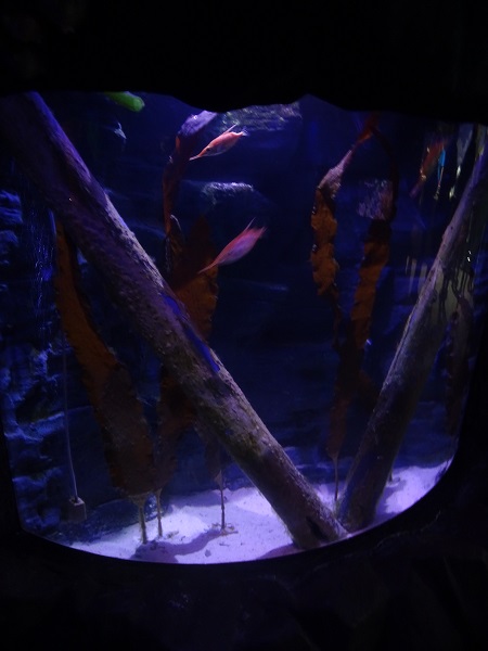 Tank for longspine snipefishes