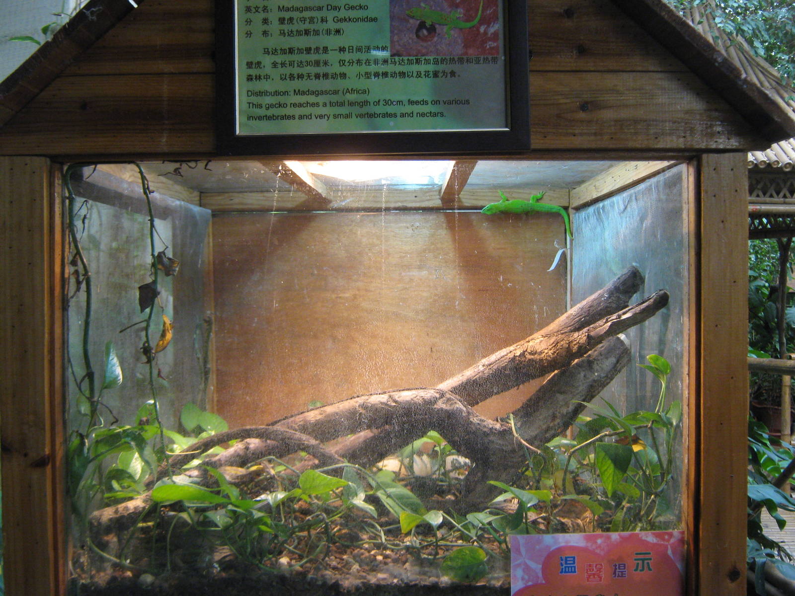 tank for Madagascar day gecko (Phelsuma madagascariensis grandis)
