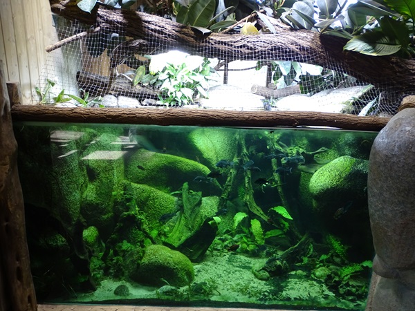 Tank for Mangarahara cichlids (Elephant/hippo house)