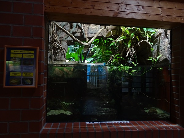 Tank for many-banded headstander, silver dollar and common severum (07/22)