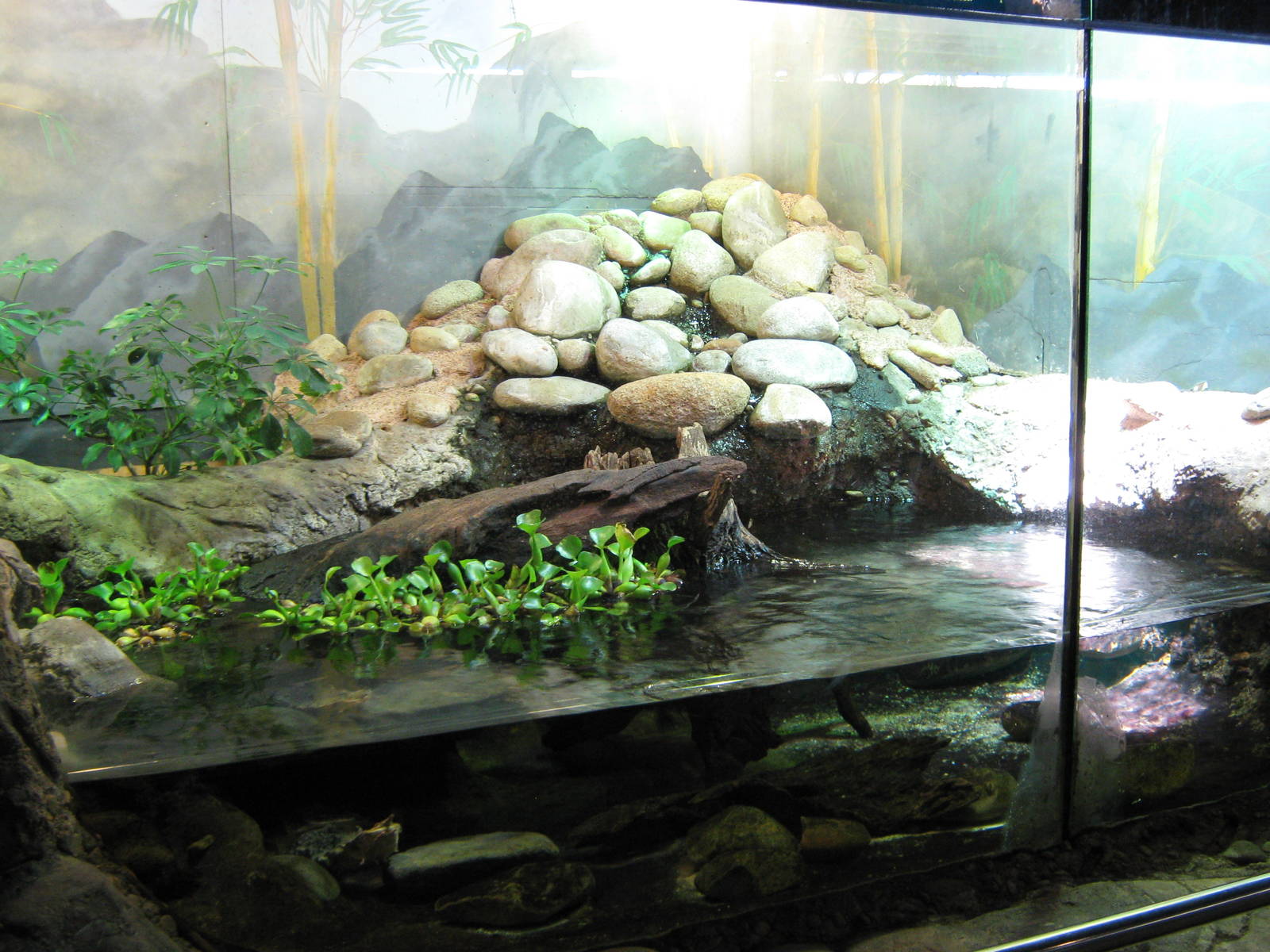 tank for matamata (Chelys fimbriatus)