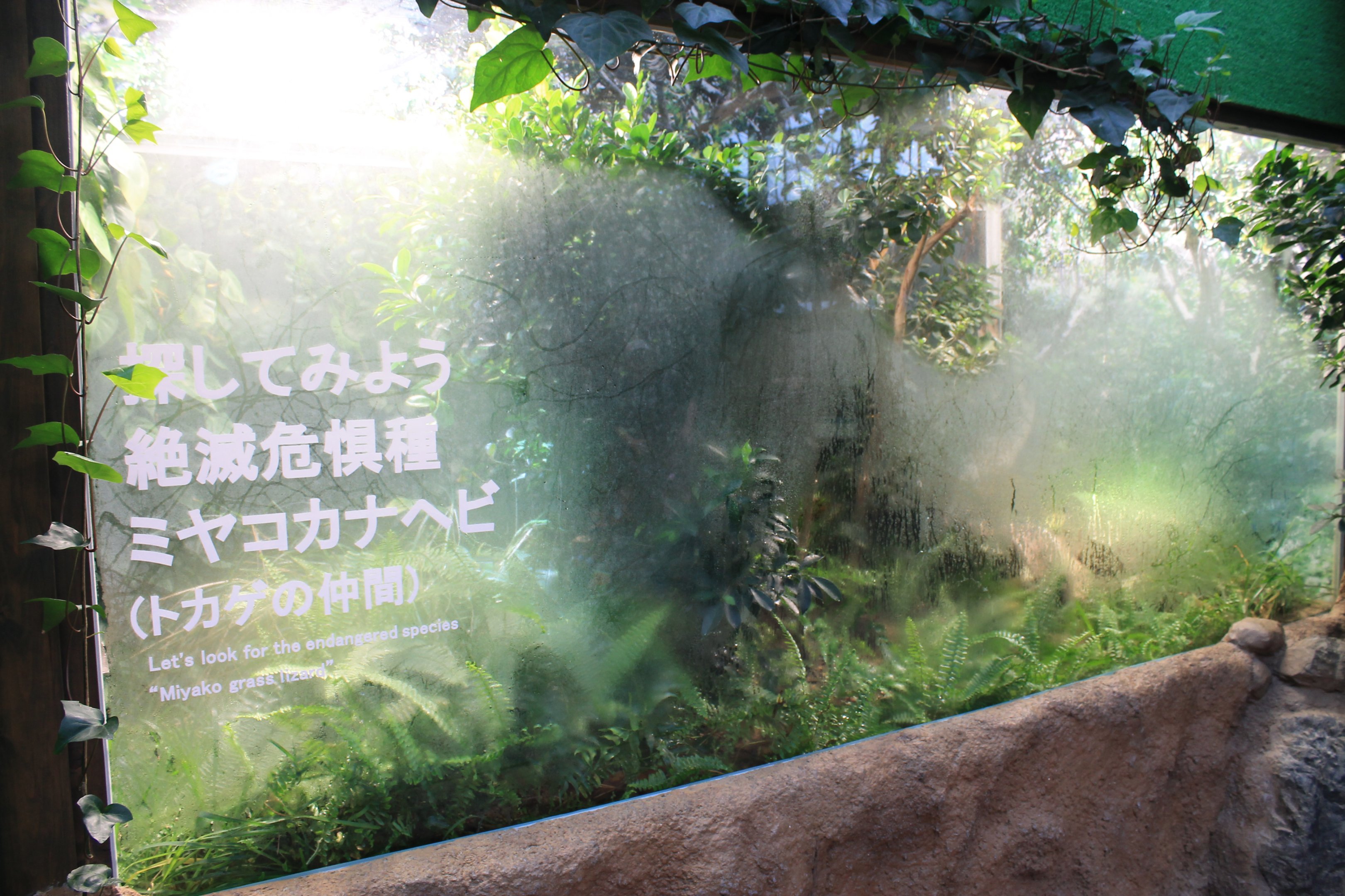 Tank for Miyako Grass Lizards (Takydromus toyamai)